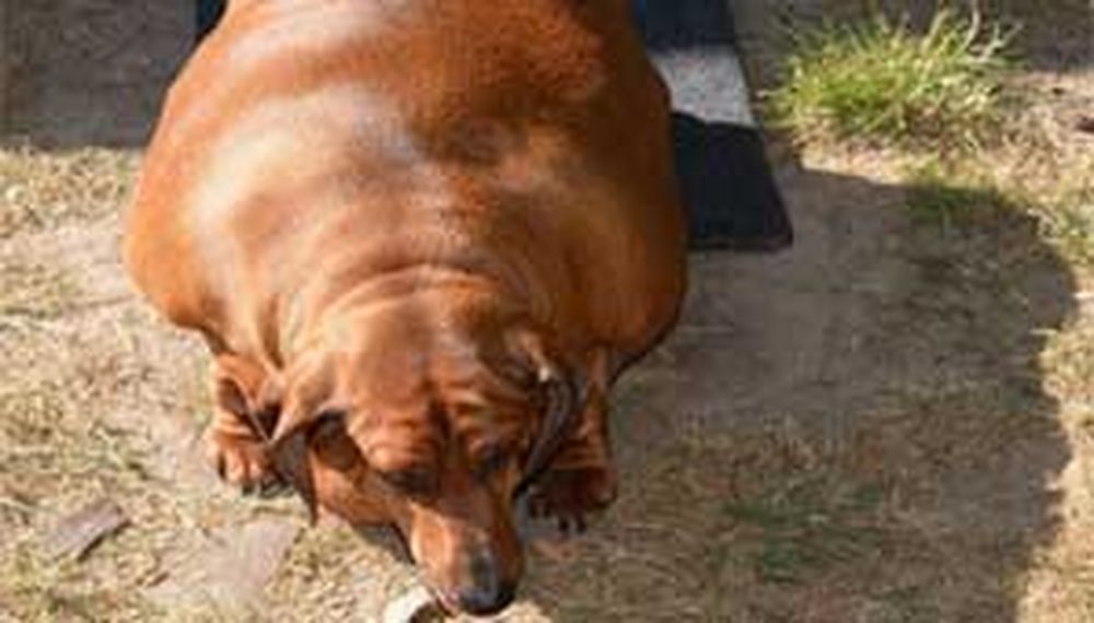 Perro hiperobeso