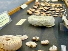 tesoro historico perdido: la historia del sacerdote frances que llevo una coleccion cientifica a ee. uu