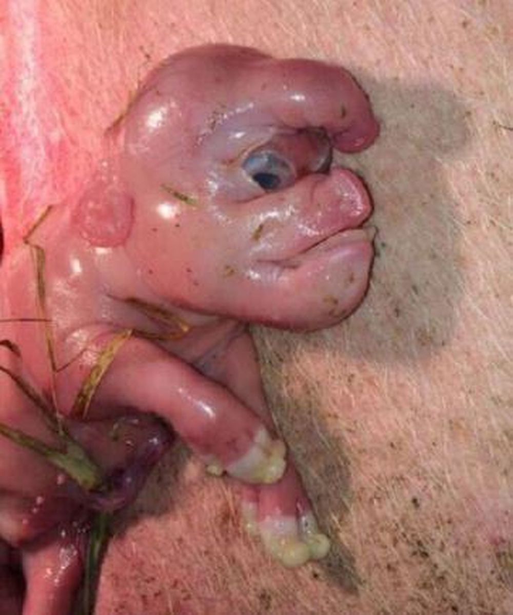 El cerdo mutante, la extraña criatura que conmociona a China