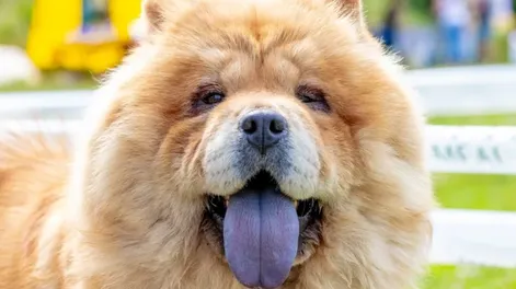 Una mujer sufrió 40 puntos de sutura por el ataque de un perro de raza Chow Chow