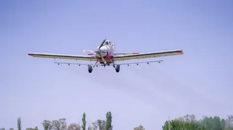 El lunes empieza la campaña para combatir la polilla de la vid, clave para la calidad de las uvas sanjuaninas
