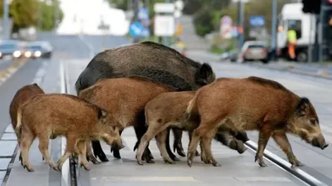 Permiten cazar jabalíes en las ciudades de Italia