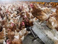 Gripe aviar. Gripe aviar.