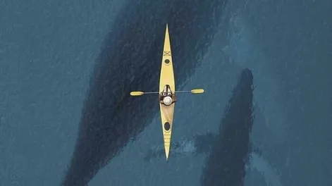 [VIDEO] Una ballena traga y escupe a un hombre que navegaba en kayak por el estrecho de Magallanes