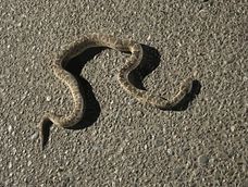 Víbora en San Martín. Víbora en San Martín.