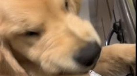Intentó darle de comer cornalitos a su perro y su reacción se volvió viral