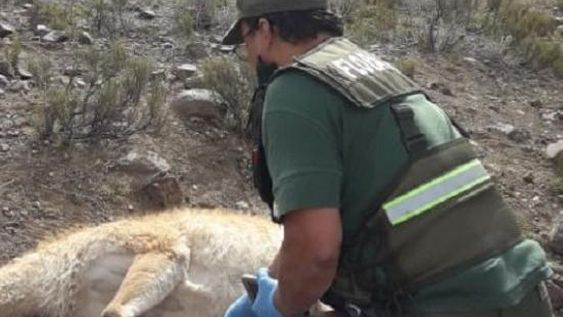 Un empleado de Ambiente y el encargado de una reserva, detenidos por caza ilegal