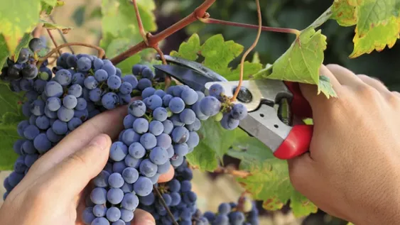 Tras dos años malos, el sector vitivinícola espera un 2018 de “equilibrios”