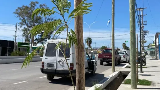 El municipio de Sarmiento comenzó con la reforestación de Media Agua.