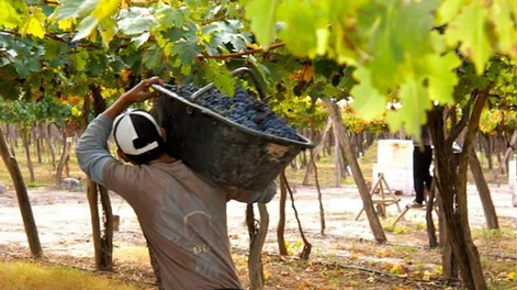 la vitivinicultura sigue en rojo y acumula mas de tres anos con dificultades