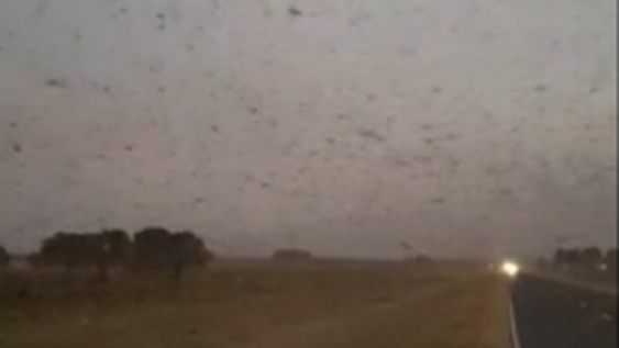 [VIDEO] Avanza una manga de langostas que puede comer igual que 350.000 personas