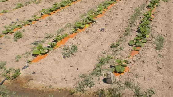 Viñateros y chacareros rechazan una “obligación” al riego por goteo