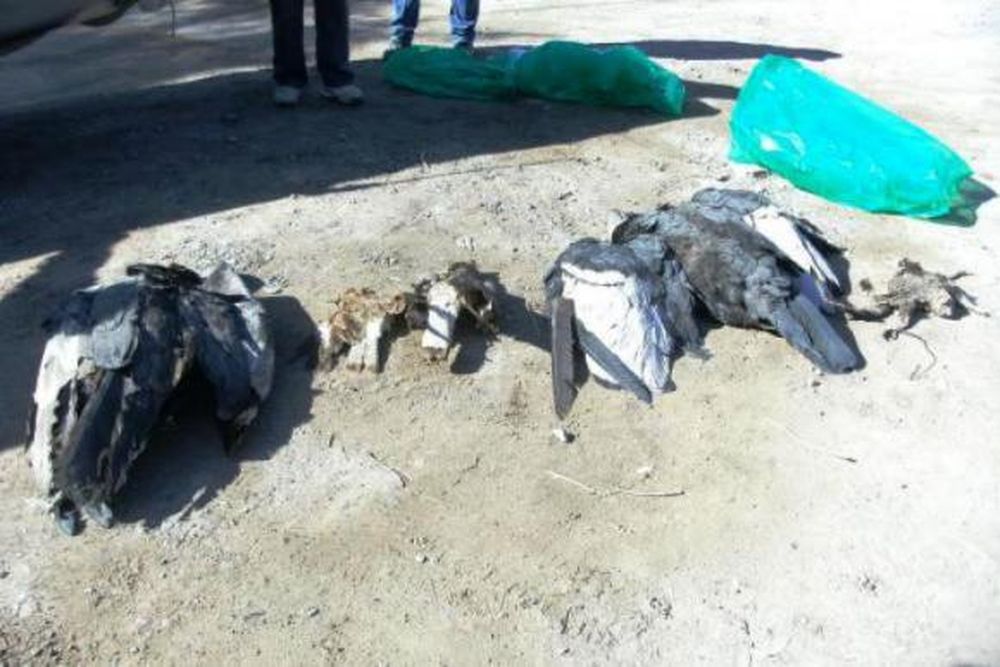 Revolución vecinal por 7 cóndores que llegaron a una finca