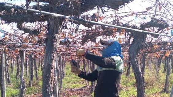 La poda de viñedos viene con suba de los costos y falta de mano de obra