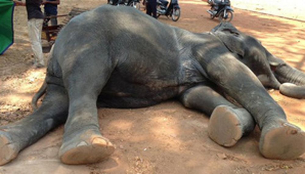 Murió una elefante obligada a cargar turistas sin descanso