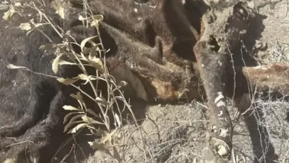 Macabro hallazgo de animales en estado de descomposición dentro de una casa