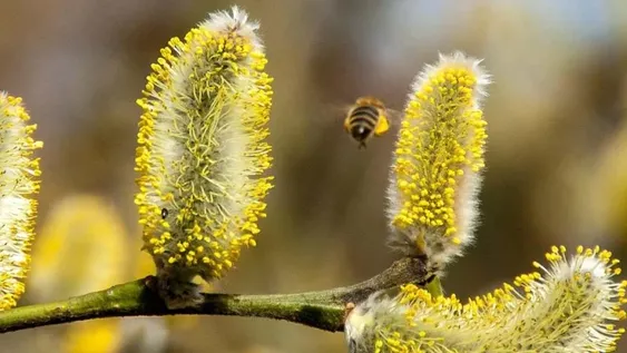 Científicos comprobaron que el polen transporta el COVID-19 por el aire