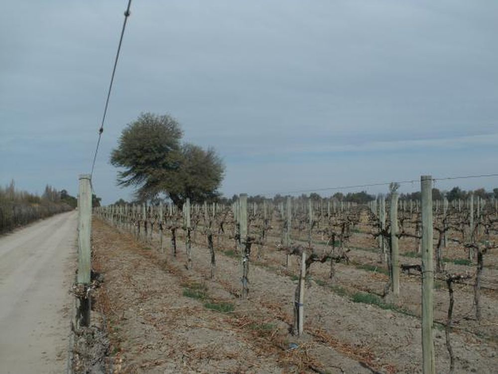 Vinos: fue aprobada la Indicación Geográfica Pozo de Los Algarrobos