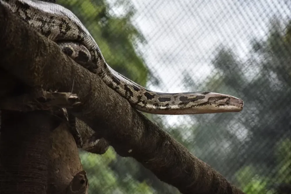 Encuentran serpiente gigante y la sacaron con una grúa