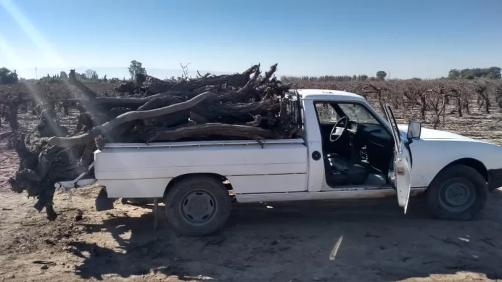 Caen un chico de 13 años, su padre y su tío por robar cepas y trabas de un parral