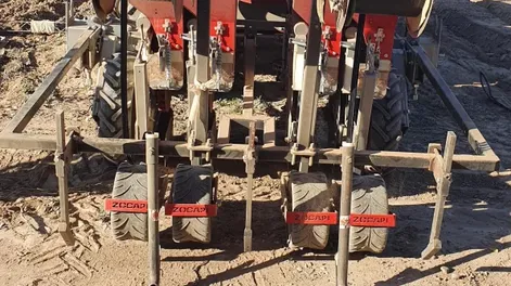 Incertidumbre reina en quienes están ahora sembrando ajos