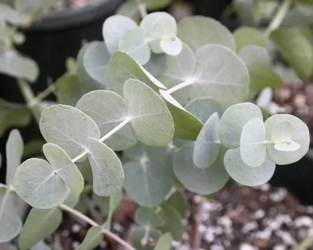Un árbol de mucho aroma
