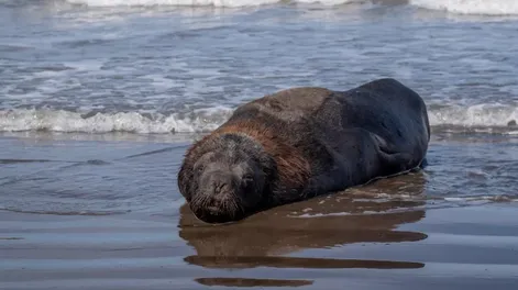 Gripe aviar: crece el alerta por los casos de los lobos marinos