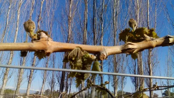 Creció un 25% el fondo oficial destinado a cubrir los daños en el agro sanjuanino