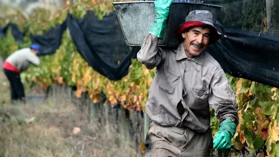 Por temor a que vaya a faltar uva se anticipan los contactos por el precio