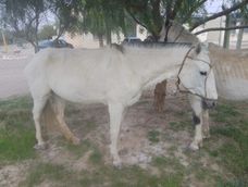 secuestraron dos caballos sueltos que ponian en riesgo el transito en bermejo