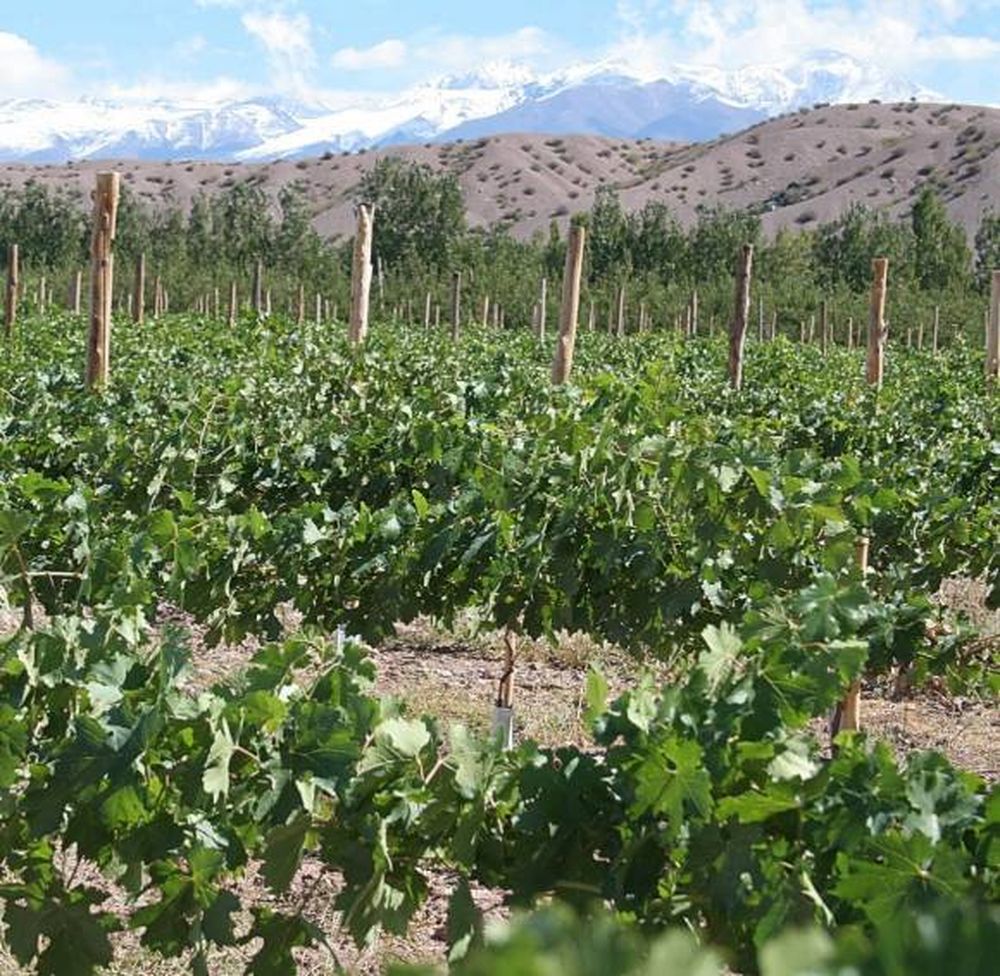 En Calingasta, la uva gana terreno a las manzanas
