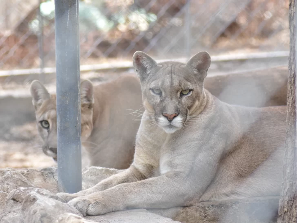 San Juan y los derechos para todos los animales