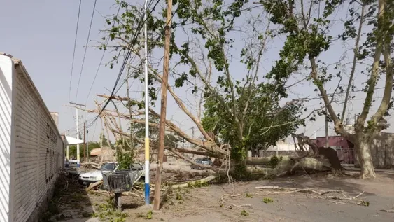 Por el fuerte viento de ayer, un enorme árbol cayó sobre dos autos