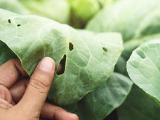 plagas de invierno:  por que aparecen y como detectarlas antes de que danen el jardin