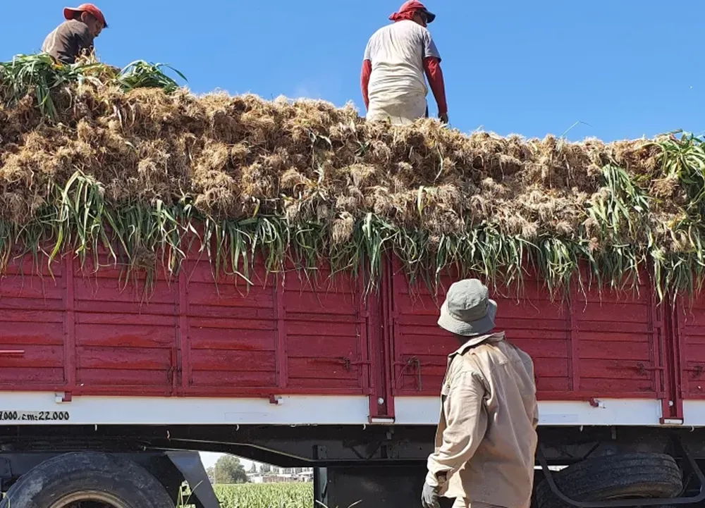 RELEVANCIA. El ajo es la segunda exportación agrícola fresca de mayor impacto en la economía y viene creciendo.