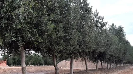 FACTOR. Cultivos como el pistacho, olivo, la vid o los frutales necesitan un mínimo de días fríos para producir.