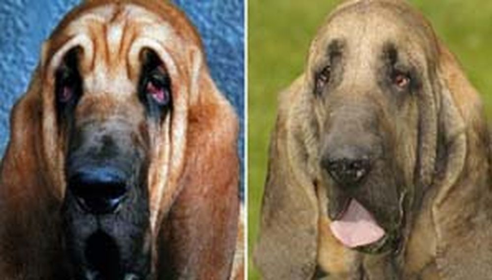 Lifting facial a un perro