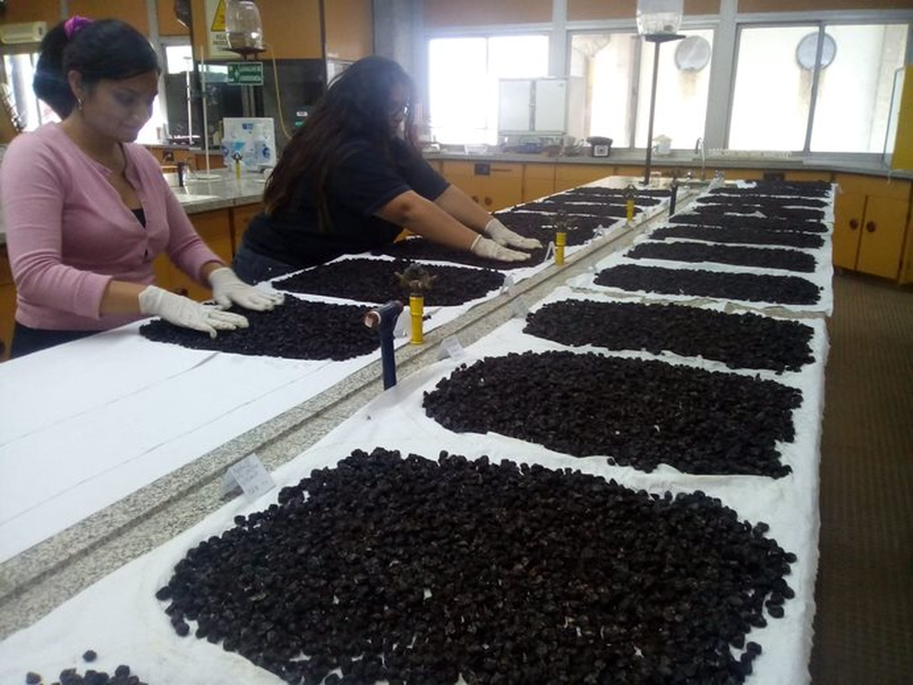 Laboratorio de calidad de pasas en rama o “Q-pasas”