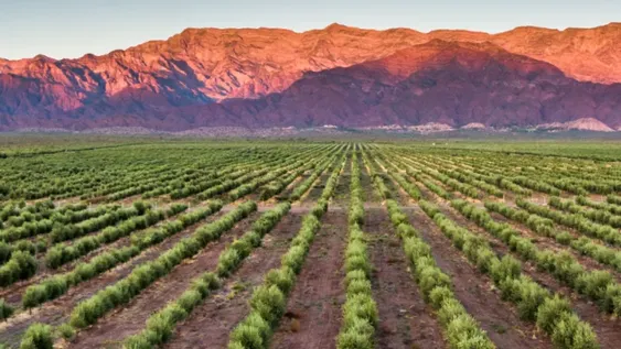 Este año ingresarán en producción 1.100 hectáreas más de olivos.