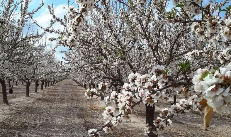 Los requerimientos térmicos de dos variedades de almendros