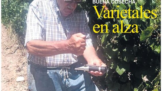 Cosecha de uvas para varietales suma una mayor demanda nacional