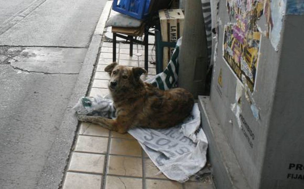 Un perro emblemático que murió  envenenado en el Día del Animal