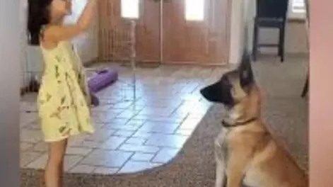 Un perro jugó a las escondidas con su pequeña dueña y se volvió viral