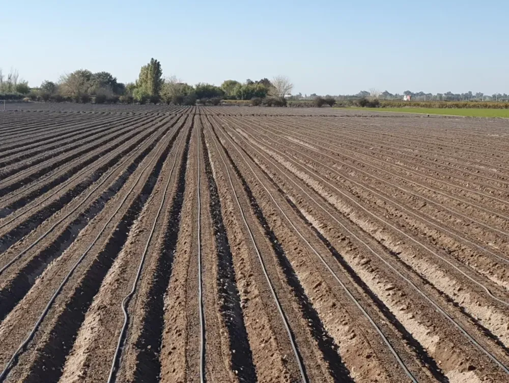 Hay desánimo general entre chacareros, por la situación
