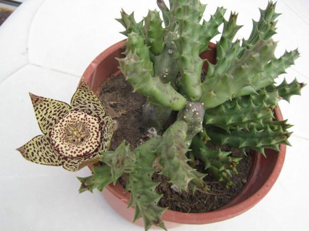 La flor lagarto