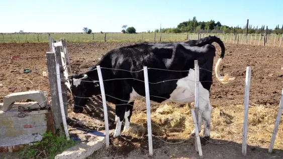 Les usurparon el campo y los ocupas venden sus vacas por Facebook