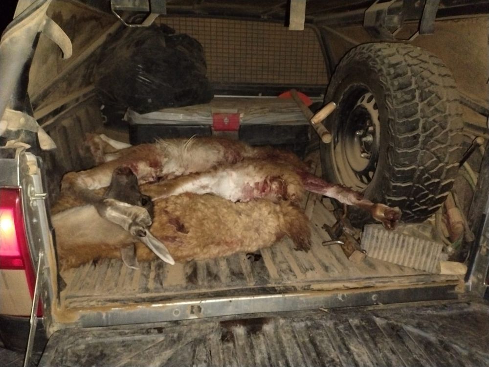 Los restos de guanacos encontrados por personal de Gendarmería Nacional. 