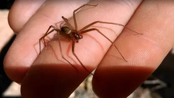 La peligrosa “araña de rincón” se cobró la vida de una nena de un año y medio
