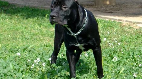 Un pitbull atacó a un delincuente cuando intentaba robar en una casa y terminó internado