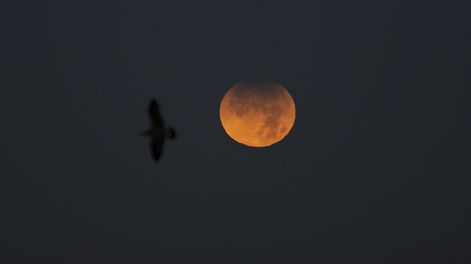 Eclipse solar: cómo afecta a cada signo del zodiaco el “Anillo de Fuego”